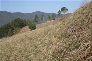 Pulsatilla slavica