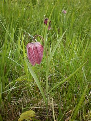 korunkovka strakatá / Fritillaria meleagris 