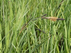 ostrica - carex nigra