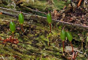 Buxbaumia viridis