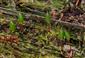 Buxbaumia viridis