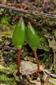 Buxbaumia viridis
