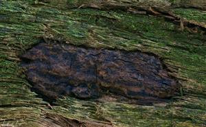 Camarops tubulina