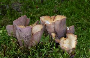 Gomphus clavatus