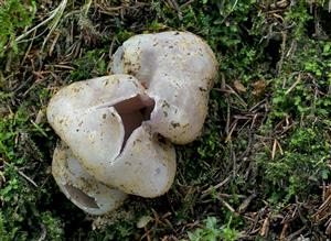 Sarcosphaera coronaria