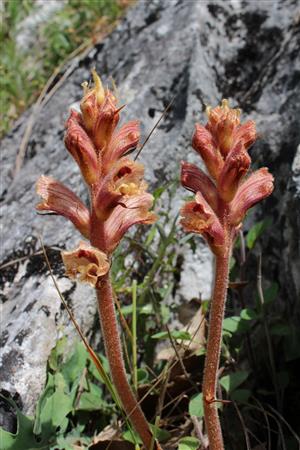 Orobanche alba 20160510