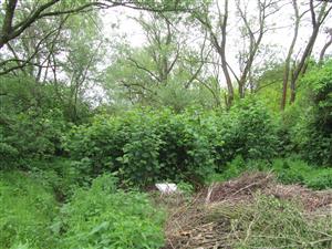 Fallopia