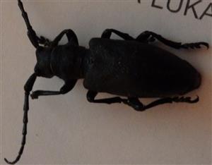 Lamia textor