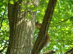 Sciurus vulgaris