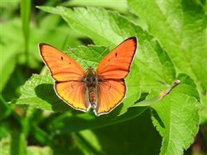 Lycaena dispar