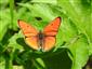 Lycaena dispar