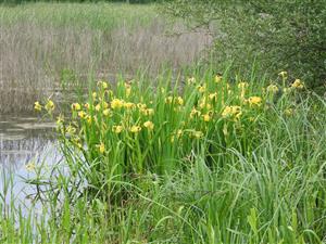 Iris pseudacorus