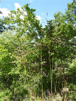chrysopogon
