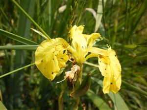 odkvitajúci kvet kosatca žltého 