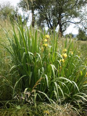 iris pseudacorus