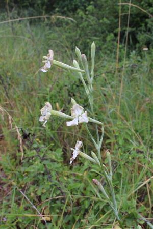 Silene_bupleuroides