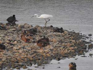 Egretta garzetta