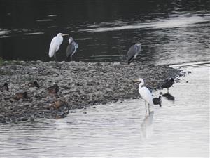Egretta alba