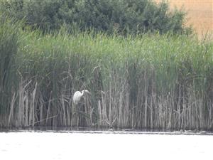Egretta alba