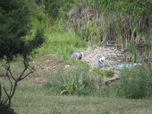 Ardea cinerea