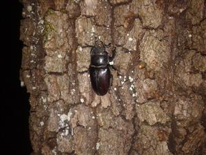 Lucanus cervus