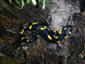 salamandra škvrnitá