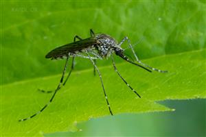 Culiseta annulata