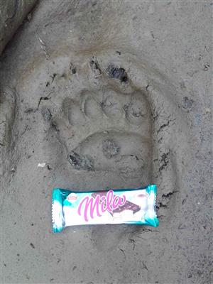 Rusky potok090216_ursus stopa_2