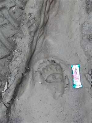 Rusky potok090216_ursus stopa_1