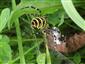 Argiope bruennichi 02