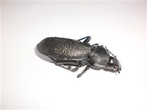 skelet uhynutého jedinca
