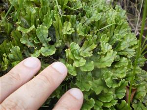 marchantia polymorpha 