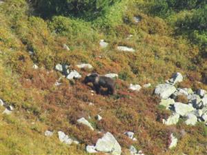 Ticha dol.-Javorova dol. 