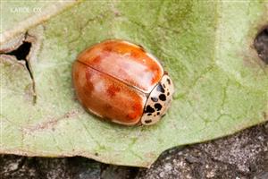Harmonia quadripunctata 