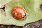 Harmonia quadripunctata (Pontoppidan, 1763)