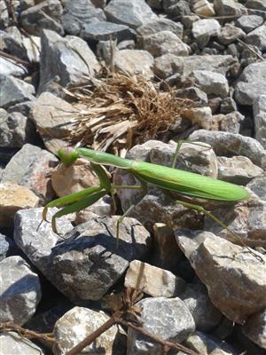 Mantis religiosa