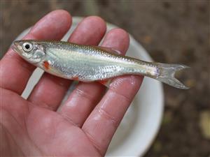 ploska pásavá (Alburnoides bipunctatus)