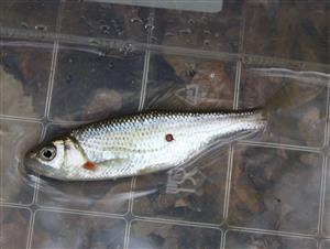 Ploska pásavá (Alburnoides bipunctatus)