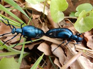Meloe violaceus