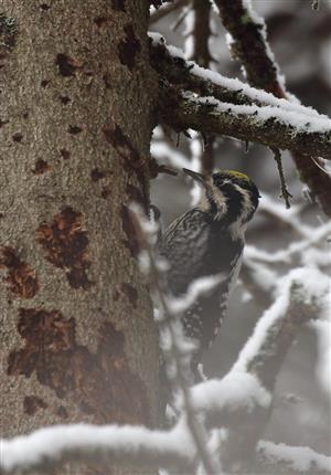 Picoides tridactylus