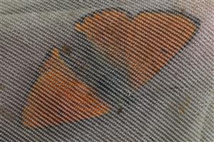 Lycaena dispar