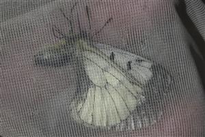 Parnassius mnemosyne