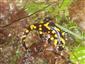 salamandra škvrnitá