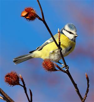 sýkorka belasa_Cyanistes caeruleus