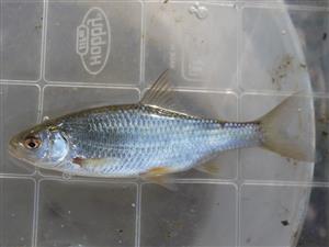 Rutilus rutilus