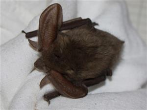 Plecotus austriacus