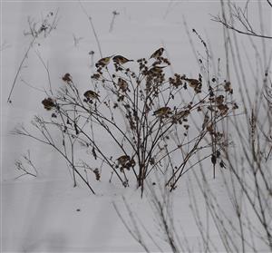 stehlík obyčajný (Carduelis carduelis)