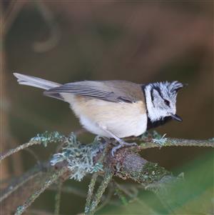 sýkorka chochlatá_Parus cristatus