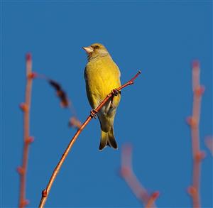 Carduelis chloris