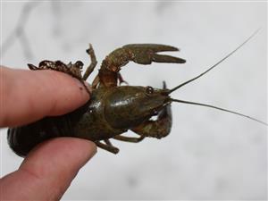 rak riečny (Astacus astacus)